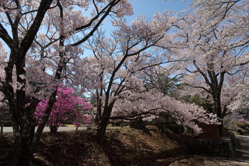 蔵澤寺のしだれ桜_境内