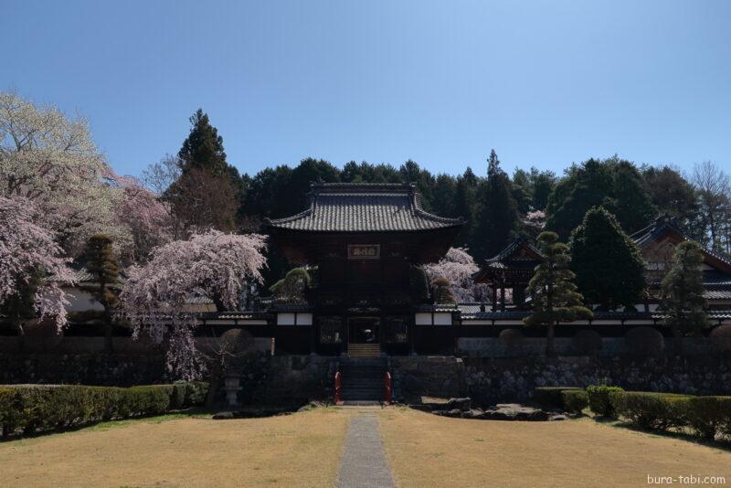 蔵澤寺のしだれ桜_境内