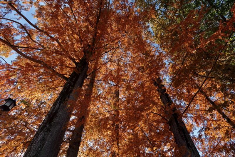 松本城（紅葉）_メタセコイア