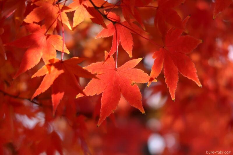 松本城（紅葉）_もみじ