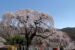 笹見平のしだれ桜